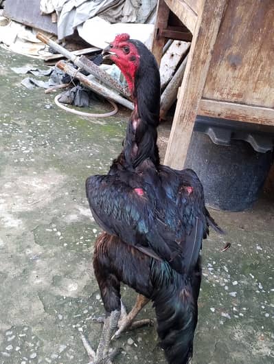 traiyo set aseel dragon plus thi patha.   or do burmi thi pathi    o