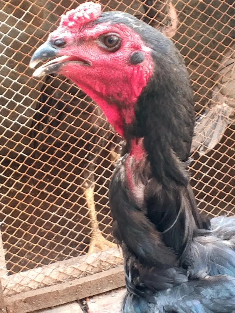 traiyo set aseel dragon plus thi patha.   or do burmi thi pathi    o — photo 3