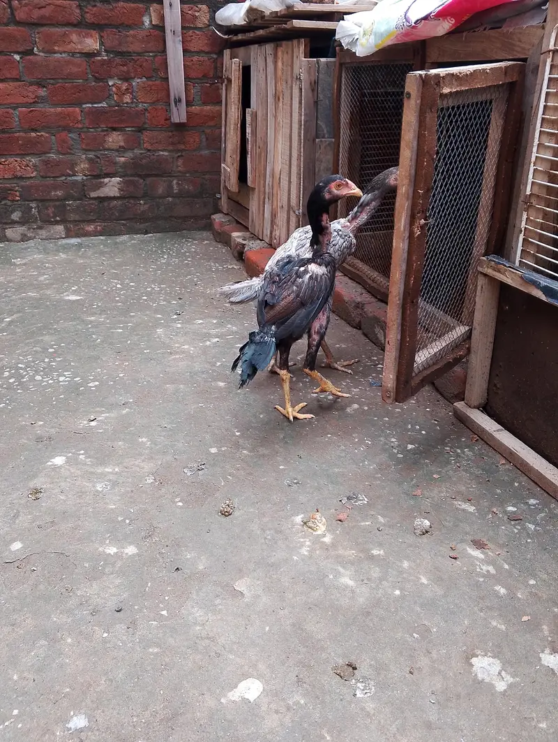 traiyo set aseel dragon plus thi patha.   or do burmi thi pathi    o — photo 4