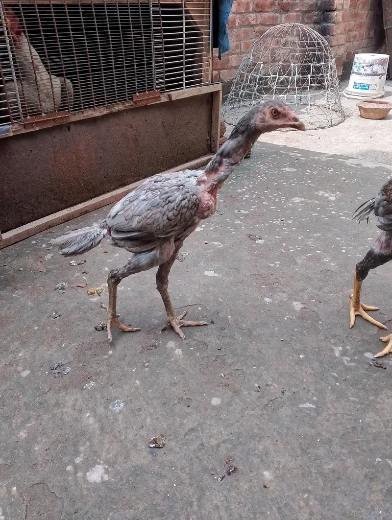 traiyo set aseel dragon plus thi patha.   or do burmi thi pathi    o — photo 5