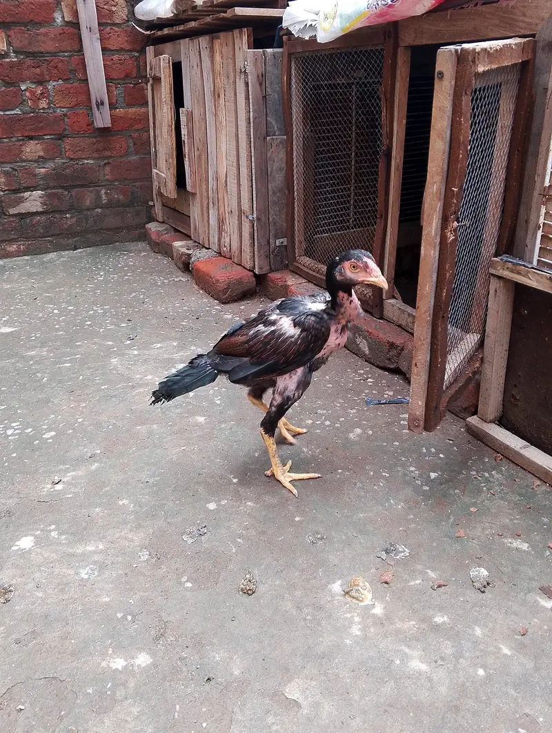 traiyo set aseel dragon plus thi patha.   or do burmi thi pathi    o — photo 6