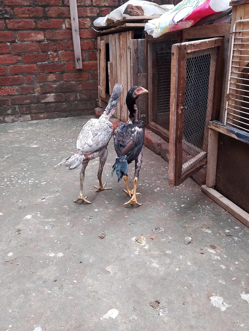 traiyo set aseel dragon plus thi patha.   or do burmi thi pathi    o — photo 7