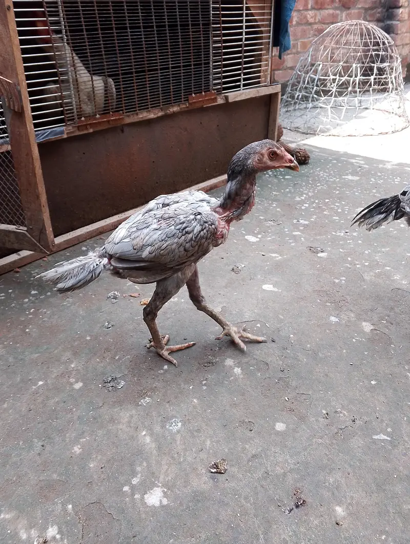 traiyo set aseel dragon plus thi patha.   or do burmi thi pathi    o — photo 9