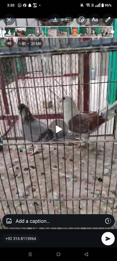 pigeon