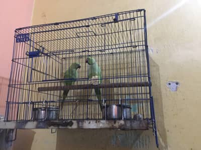 Ringneck Parrot Pair