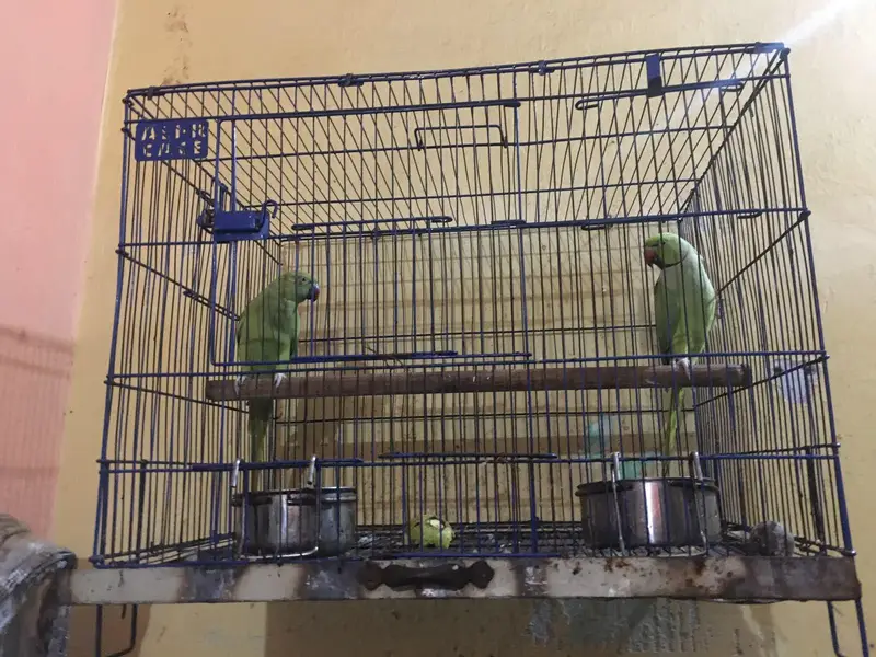Ringneck Parrot Pair — photo 2