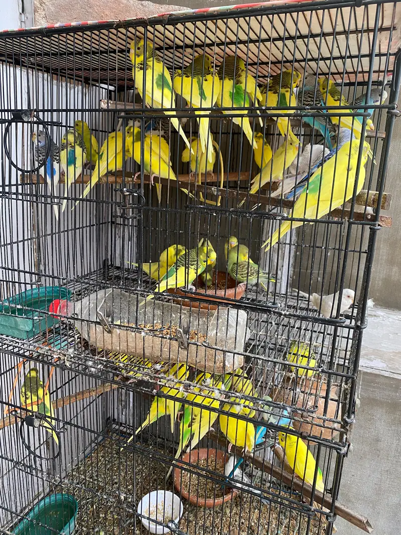 43 Budgies for sale with 3 tier cage — photo 3