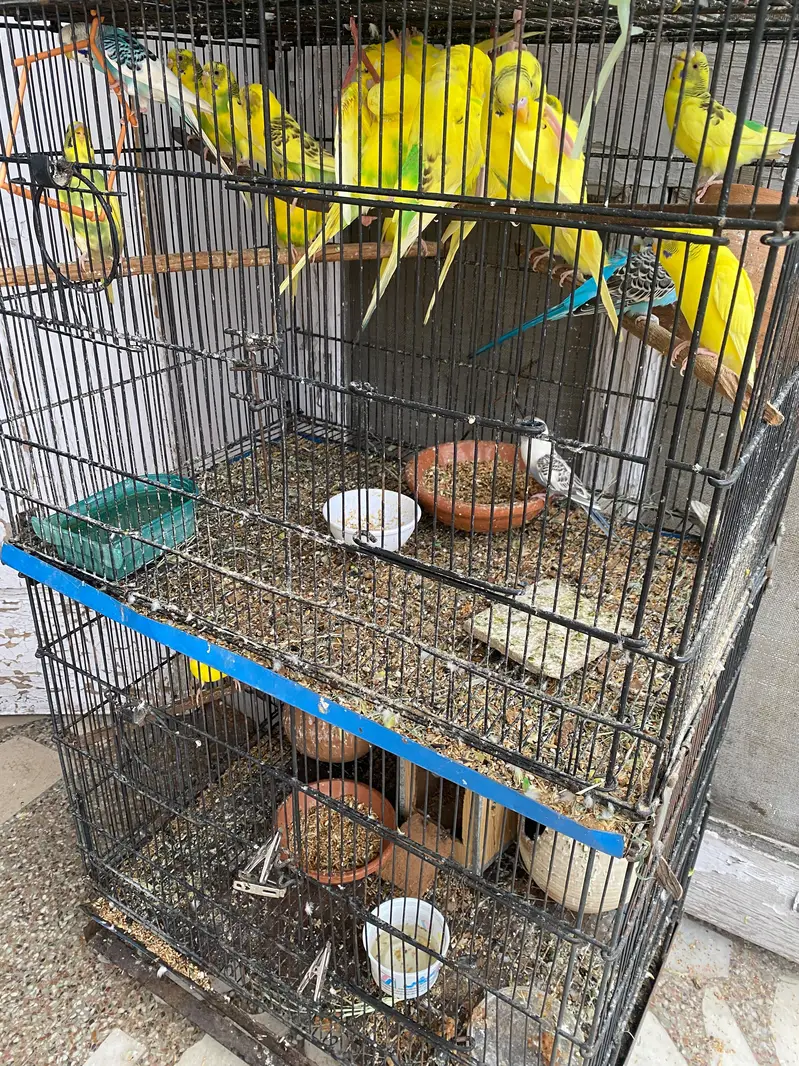 43 Budgies for sale with 3 tier cage — photo 4