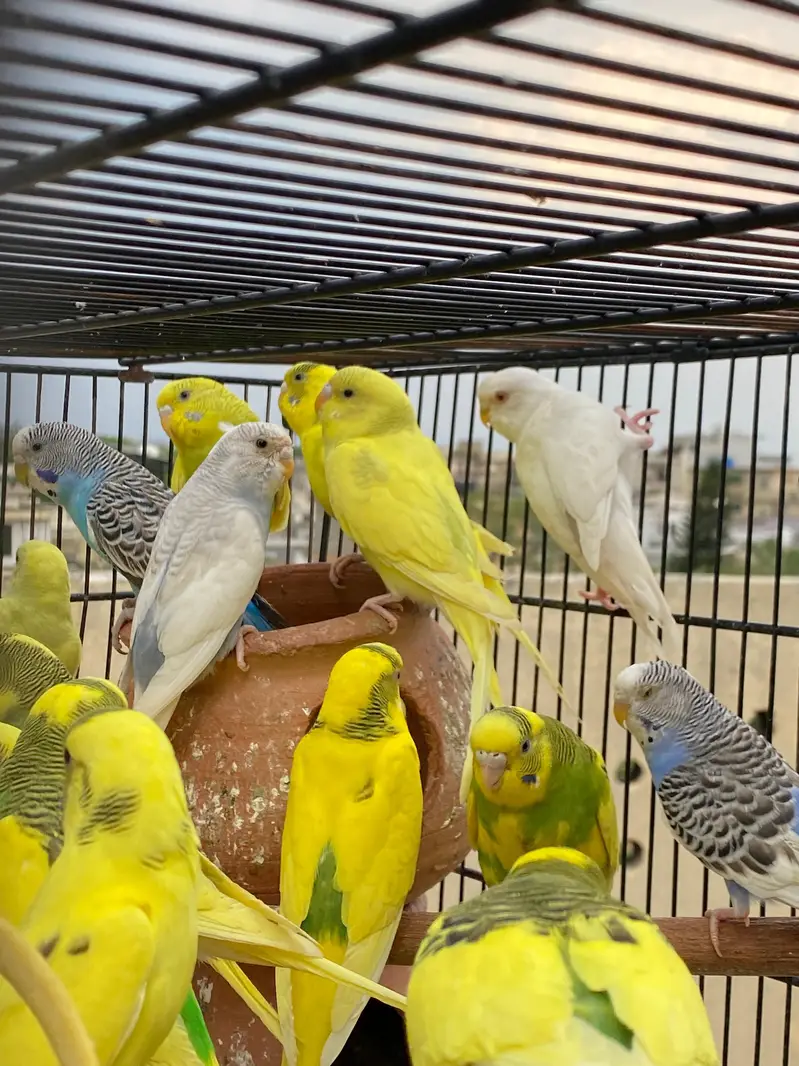 43 Budgies for sale with 3 tier cage — photo 5