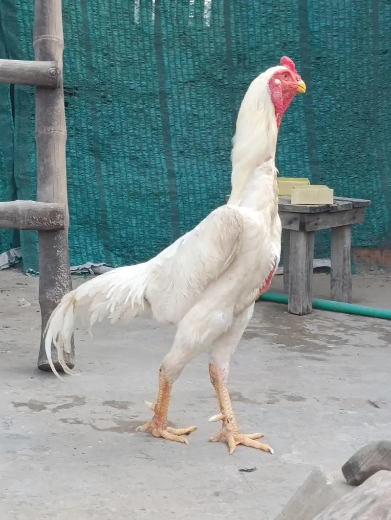 white German Oh Shamoo — photo 3