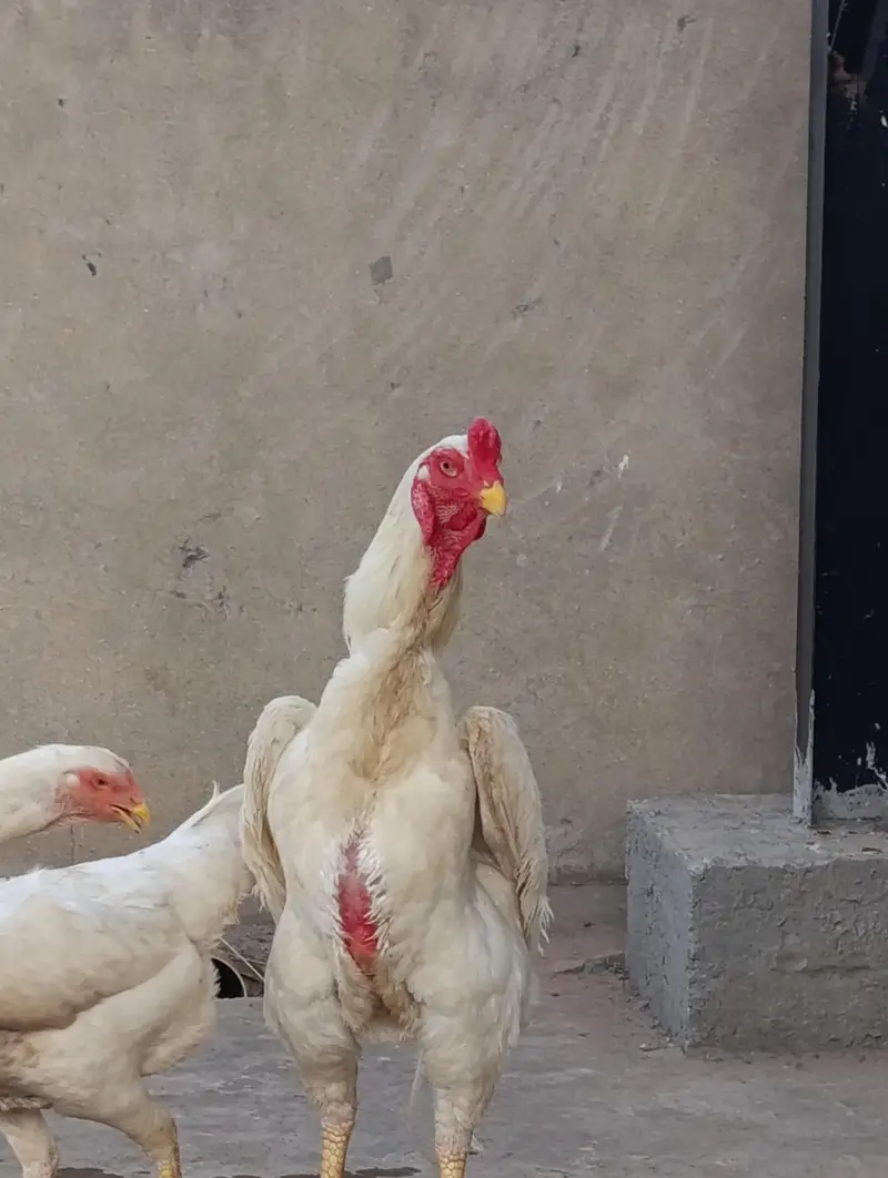 white German Oh Shamoo — photo 4