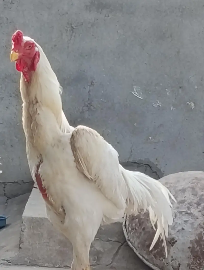 white German Oh Shamoo — photo 6