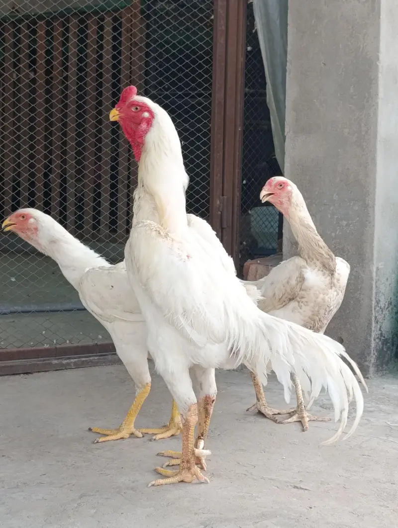 white German Oh Shamoo — photo 7