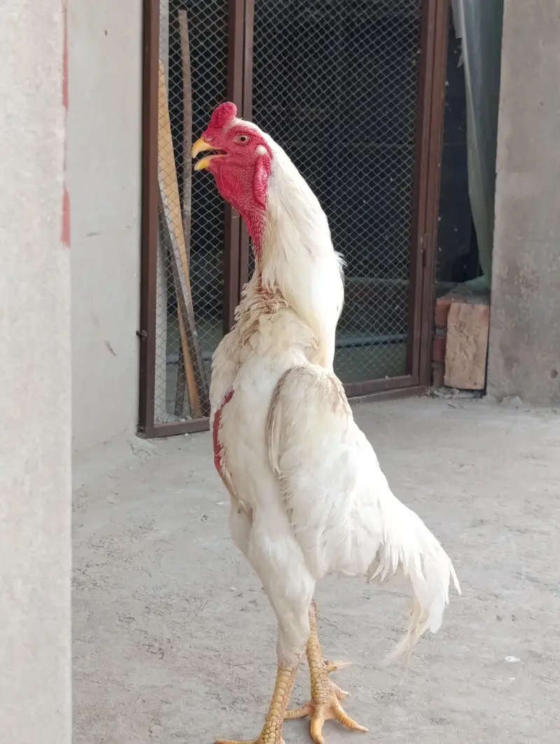 white German Oh Shamoo — photo 8