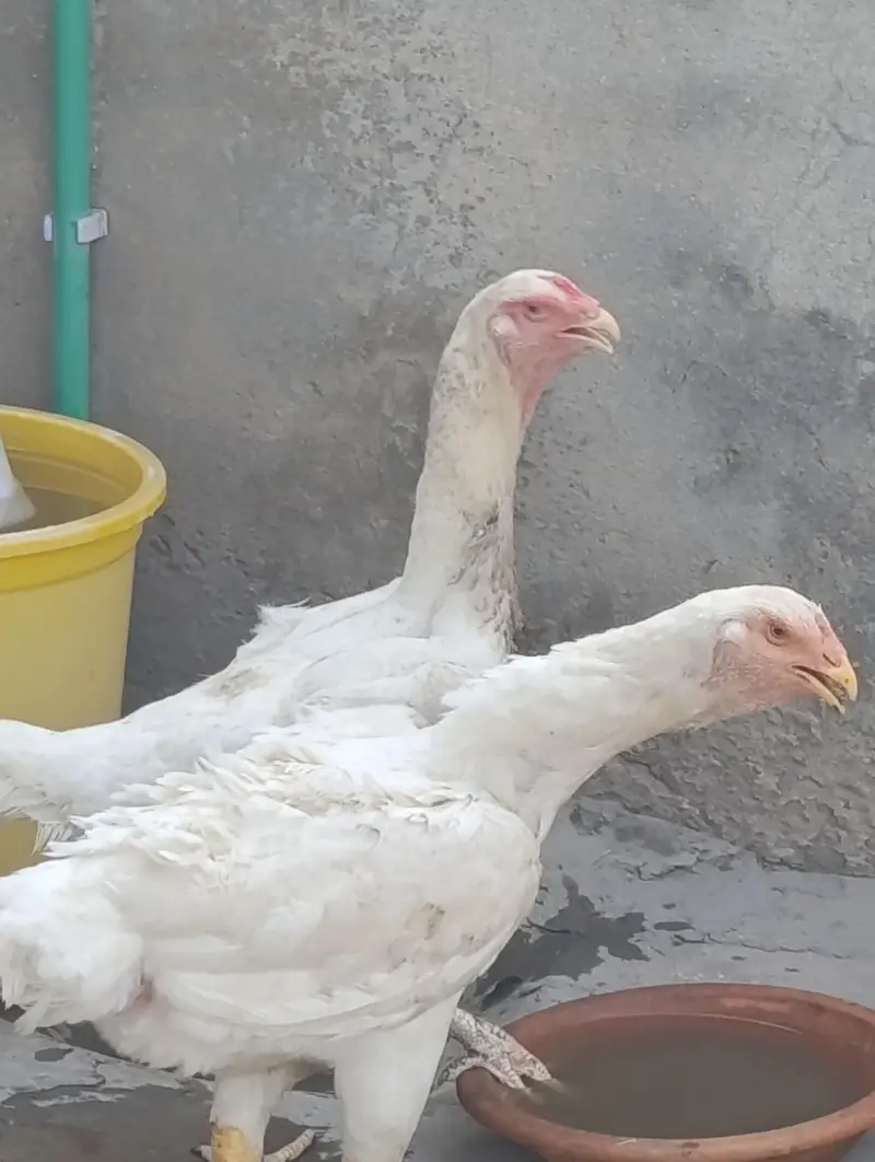 white German Oh Shamoo — photo 9