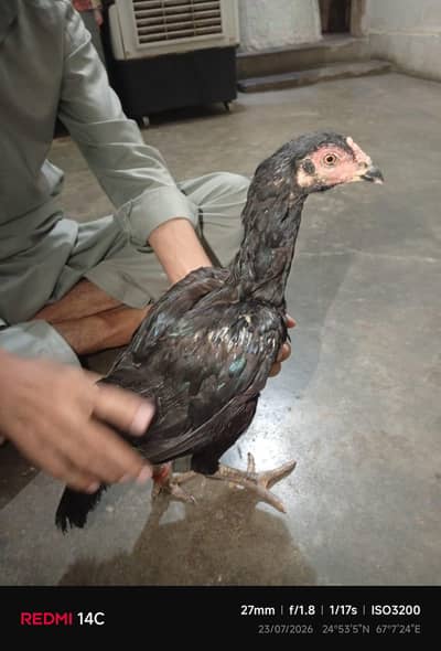 mushka female