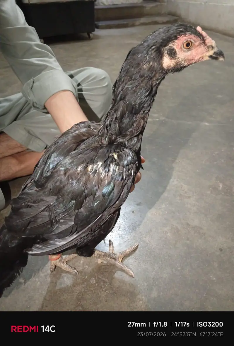 mushka female — photo 3