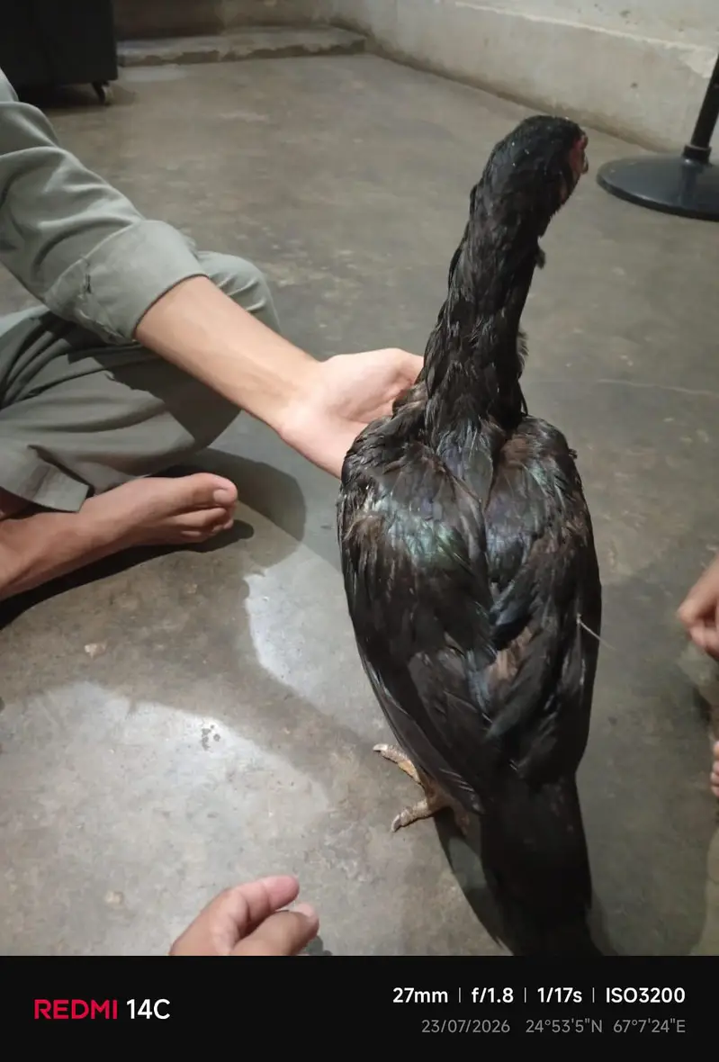 mushka female — photo 4