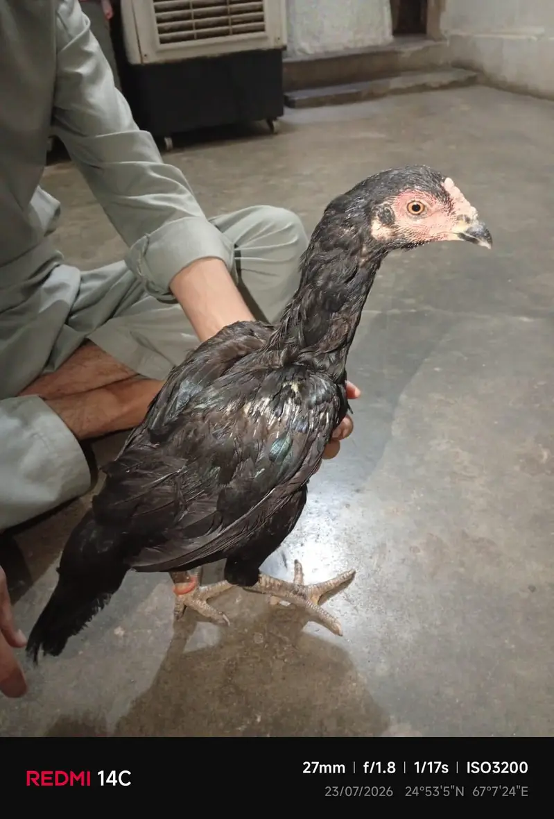 mushka female — photo 5