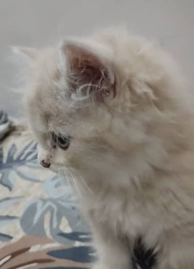 Persian Cat