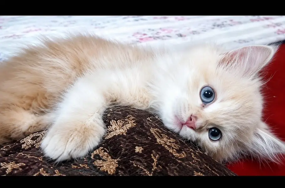 Persian Cat — photo 2