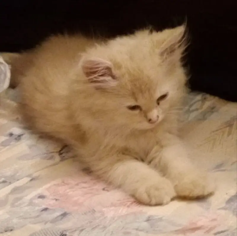 Persian Cat — photo 3