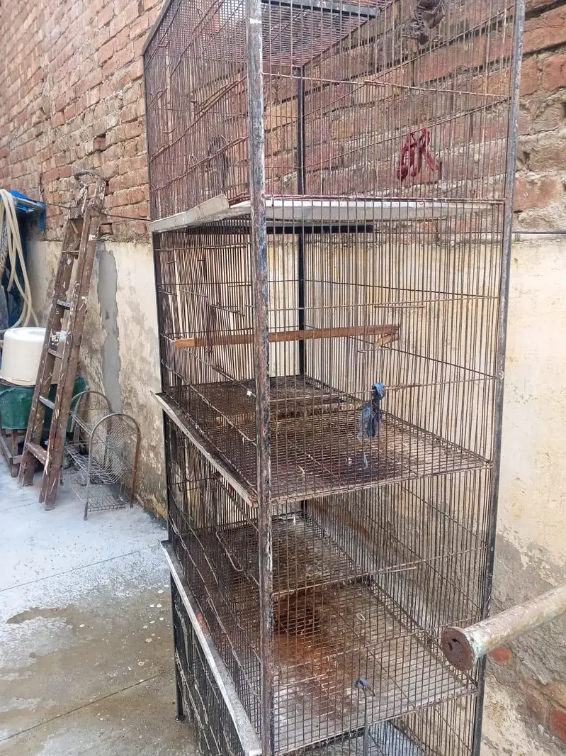 birds Cage — photo 3