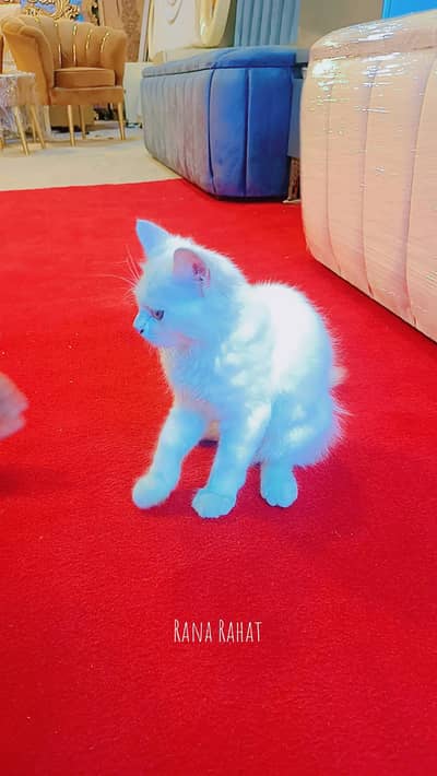 white colour behtreen cat
