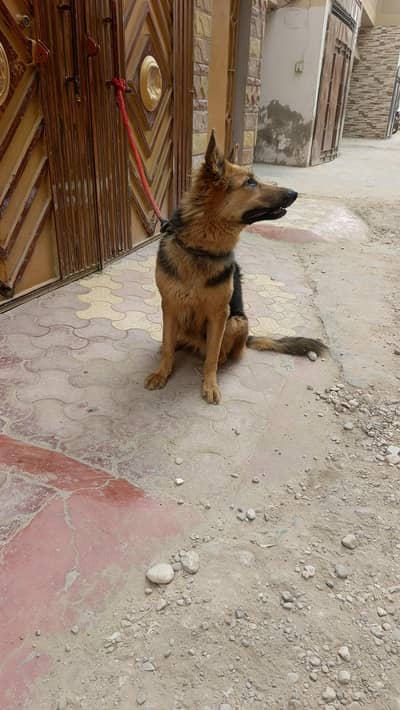 German Shepherd female