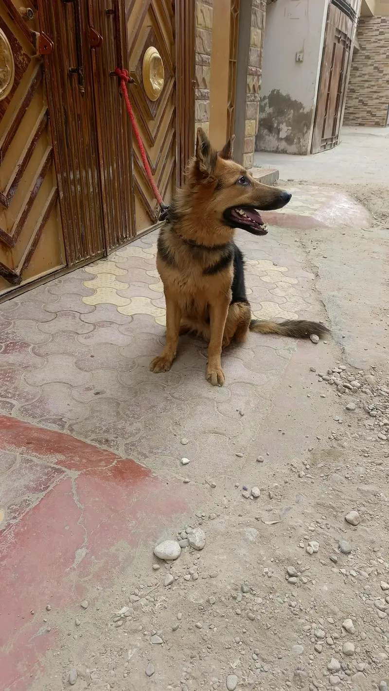 German Shepherd female — photo 6
