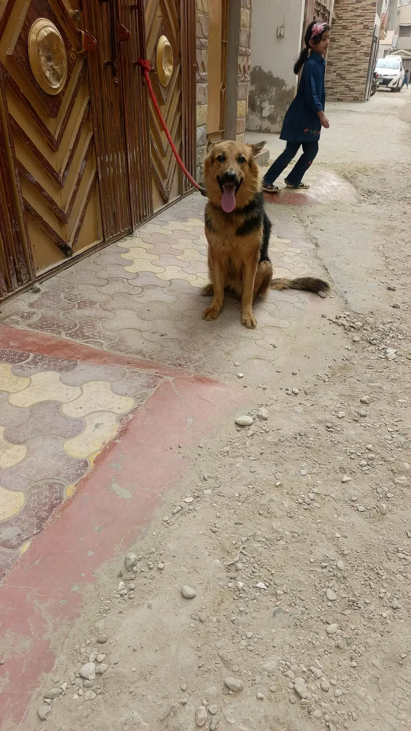 German Shepherd female — photo 7