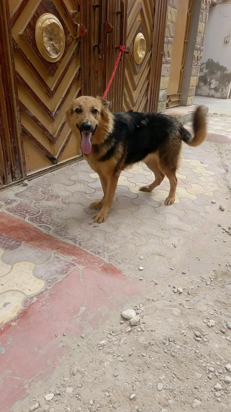 German Shepherd female — photo 8