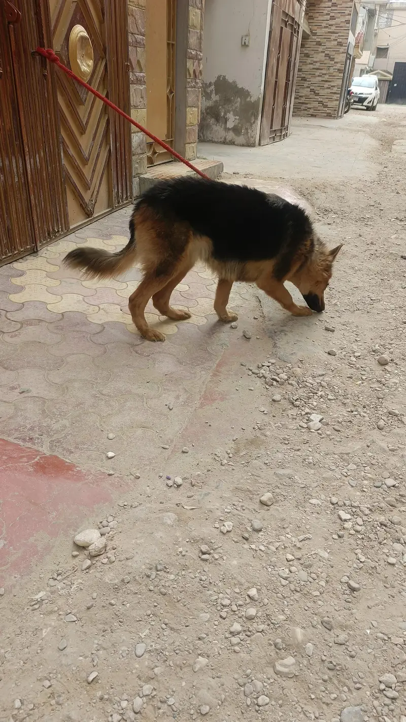 German Shepherd female — photo 9