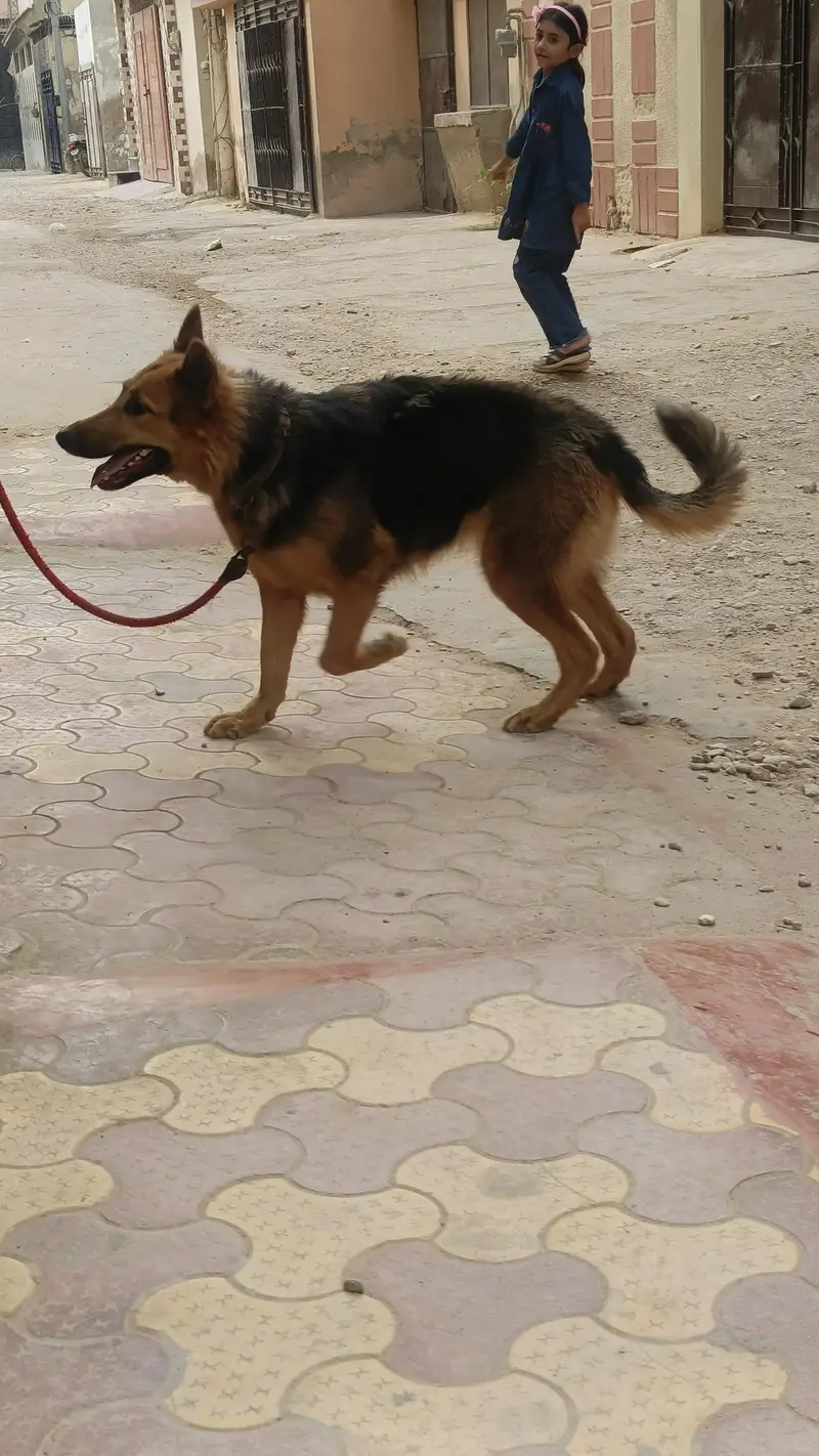German Shepherd female — photo 10