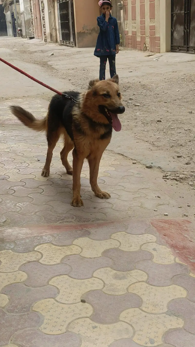 German Shepherd female — photo 11