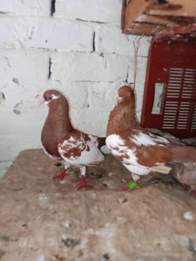 lal khal breeder pair guldar kalyara breeeder pair gandadar