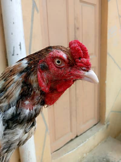 Top Quality Khaki Breeder Murgha