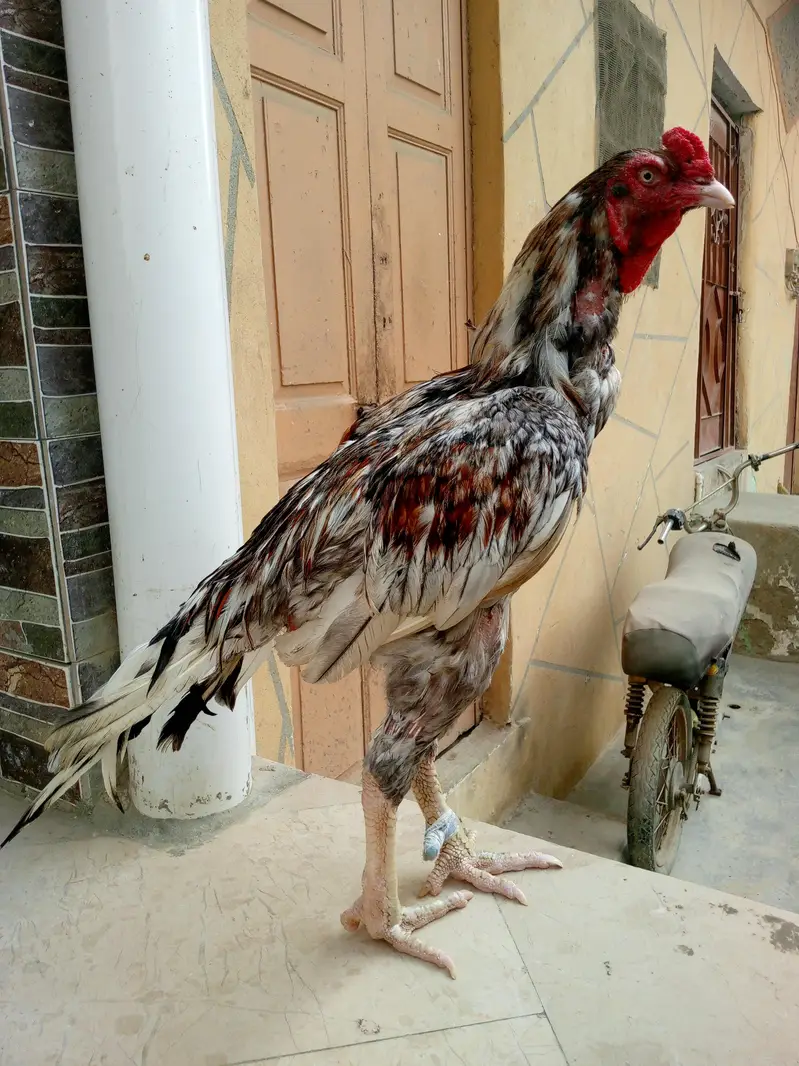 Top Quality Khaki Breeder Murgha — photo 2