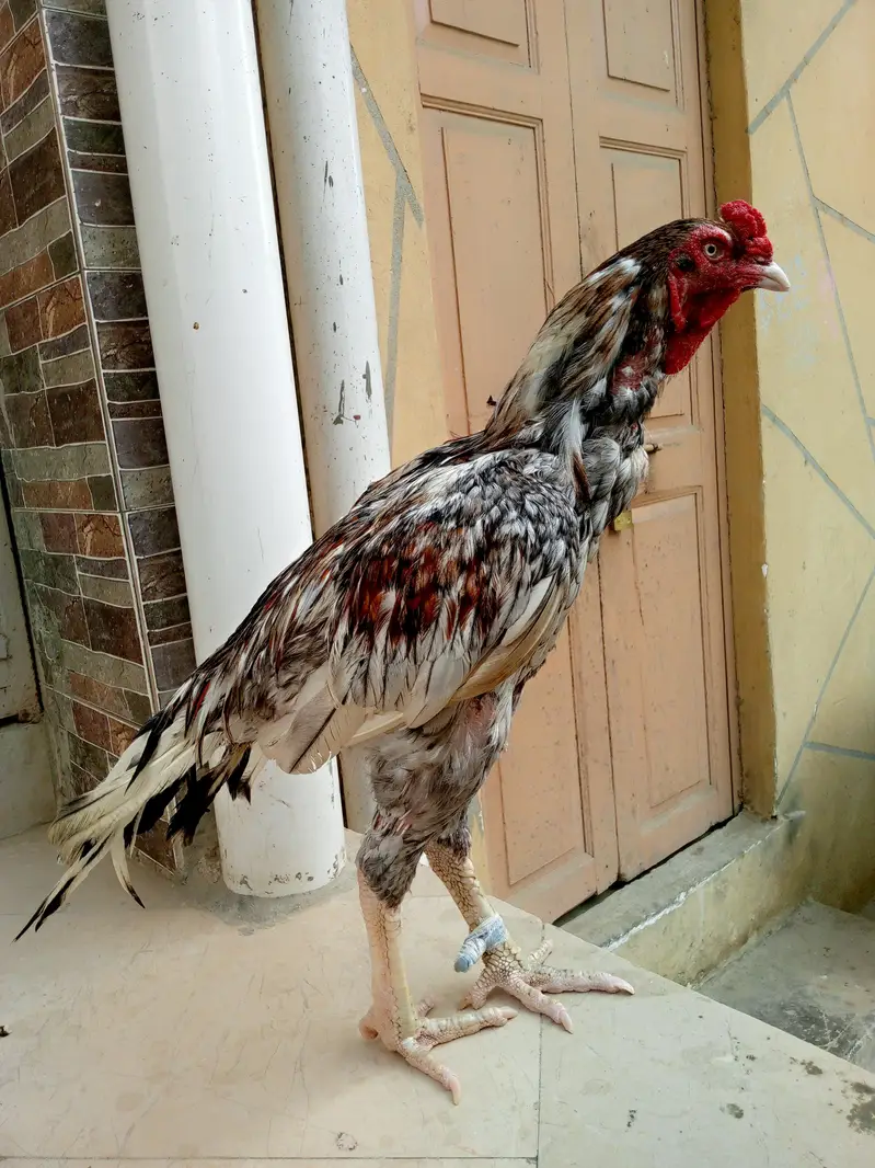 Top Quality Khaki Breeder Murgha — photo 3