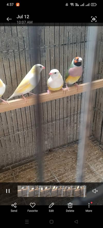 Goldian finches