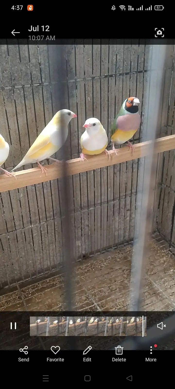 Goldian finches