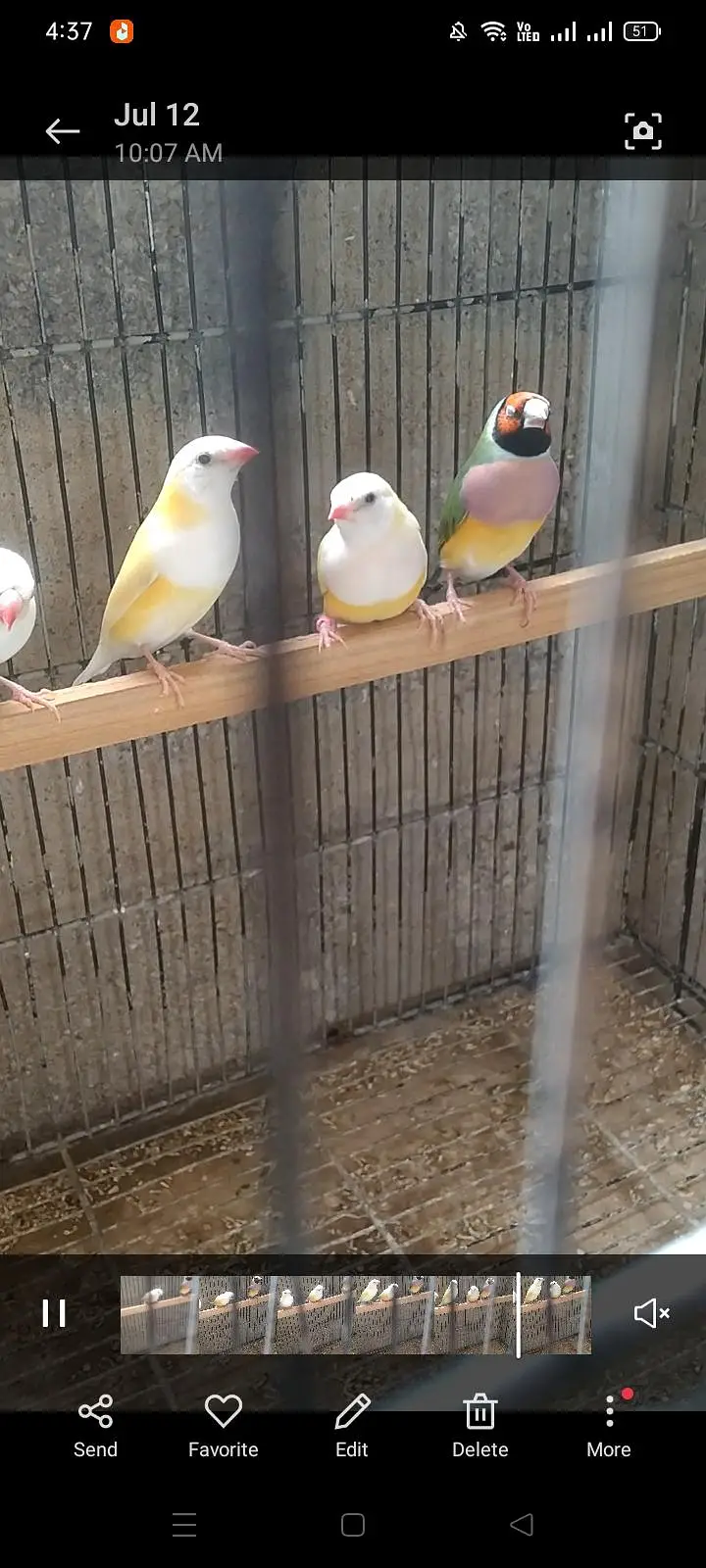 Goldian finches — photo 2