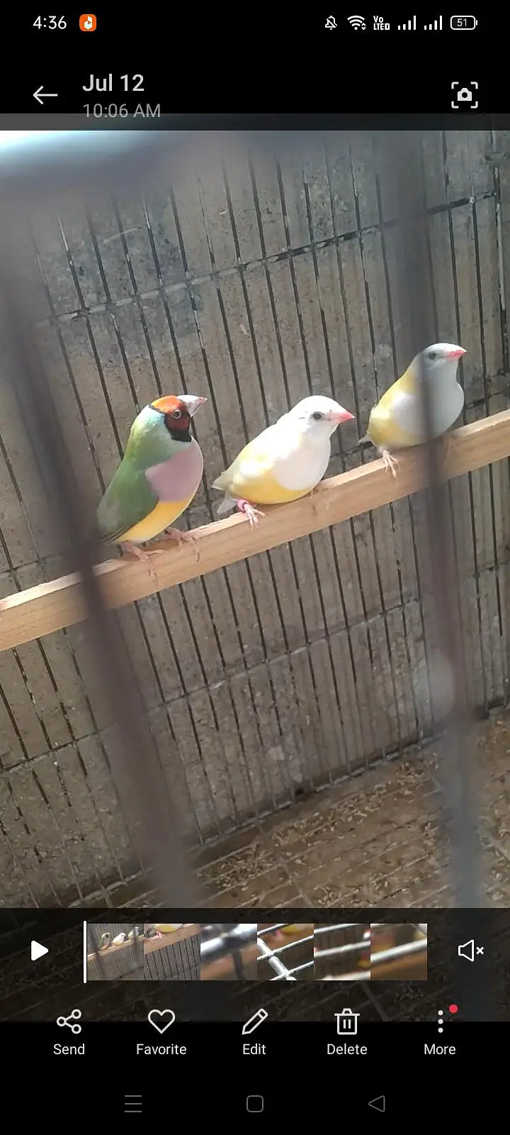Goldian finches — photo 3