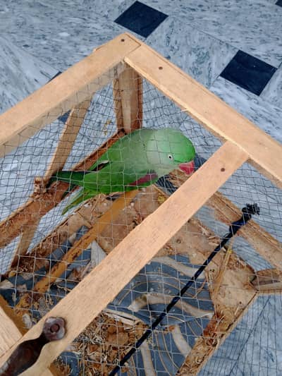 parrot 0/332/333/7978