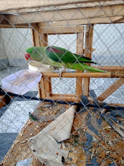 parrot 0/332/333/7978