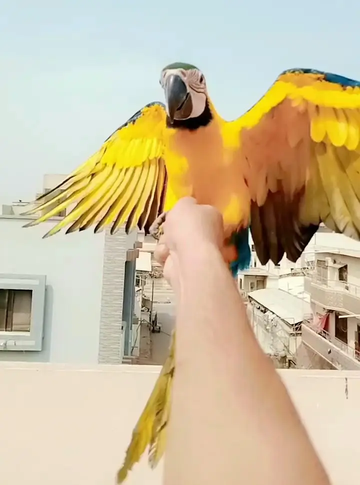 Blue gold macaw self/ 03156376925 — photo 3