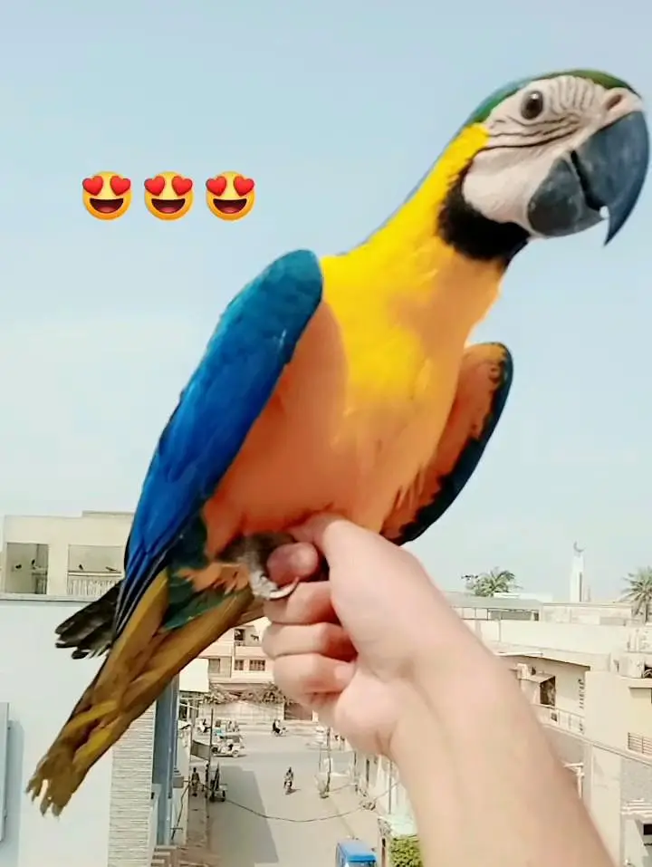 Blue gold macaw self/ 03156376925 — photo 4