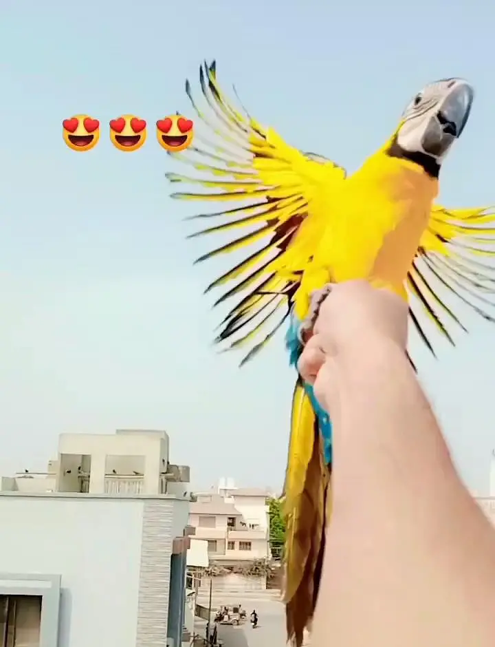 Blue gold macaw self/ 03156376925 — photo 5