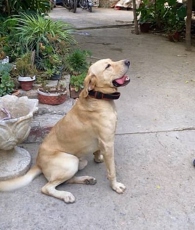 Labrador Male