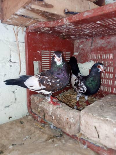 black Khal breeder pair  guldar kalyara